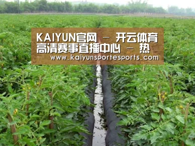 种植基地三
